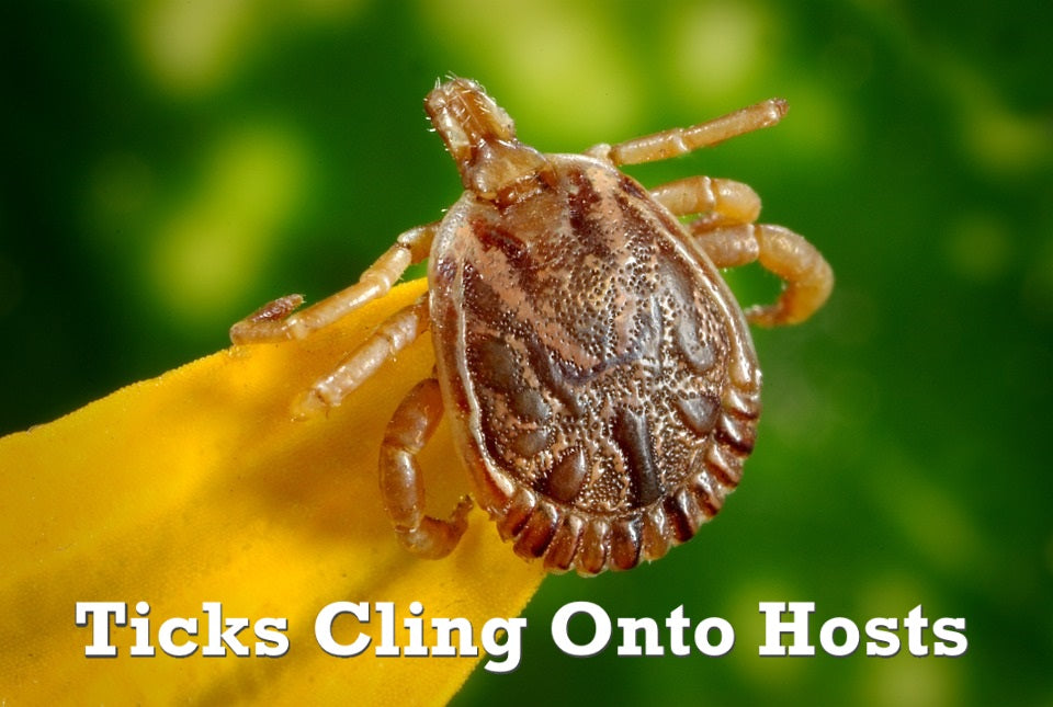 How Many Tick Borne Diseases are there in the U.S.?